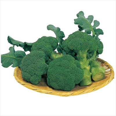 ブロッコリー ピクセル｜種（タネ）,球根,苗,資材,ガーデニンググッズ