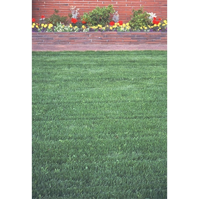 サカタのタネオリジナル 西洋芝の種 『みどりの芝生シリーズ』｜種