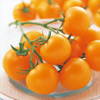 中玉トマト シンディーオレンジ 接木苗｜種（タネ）,球根,苗,資材