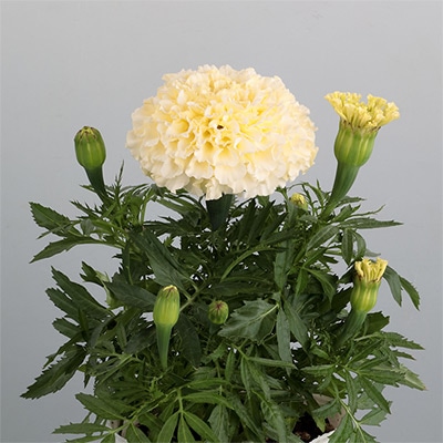 マリーゴールドの種（タネ）｜サカタのタネ オンラインショップ