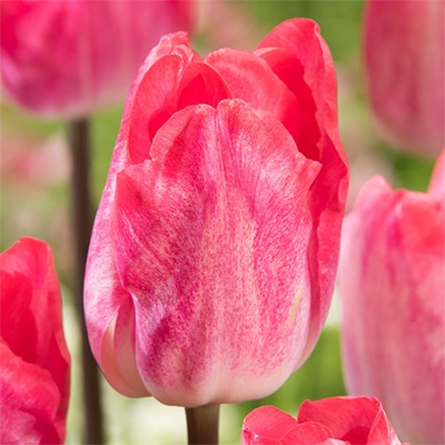 チューリップ 一重咲き ガンダーラプソディー｜種（タネ）,球根,苗