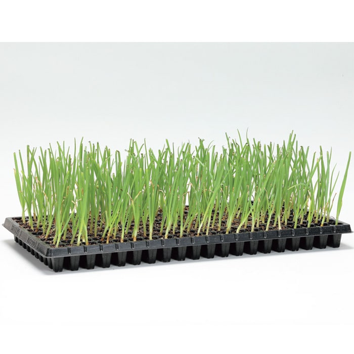 セル苗 タマネギ アイドルももえ(R)｜種（タネ）,球根,苗,資材