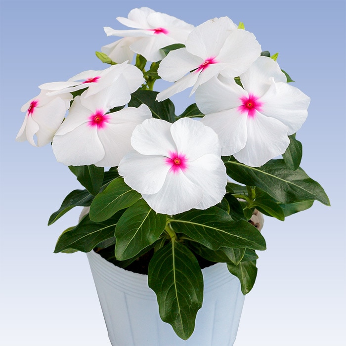 ニチニチソウ サンダー(R) ポルカドット｜種（タネ）,球根,苗,資材