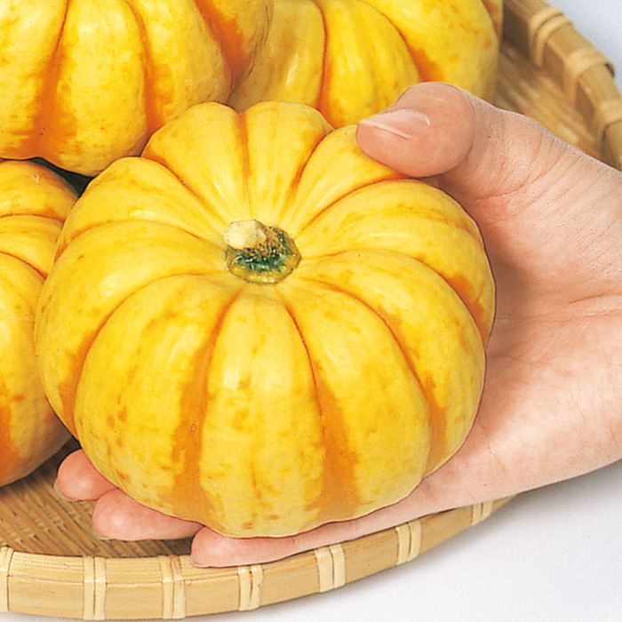ミニカボチャ プッチィーニ｜種（タネ）,球根,苗,資材,ガーデニング