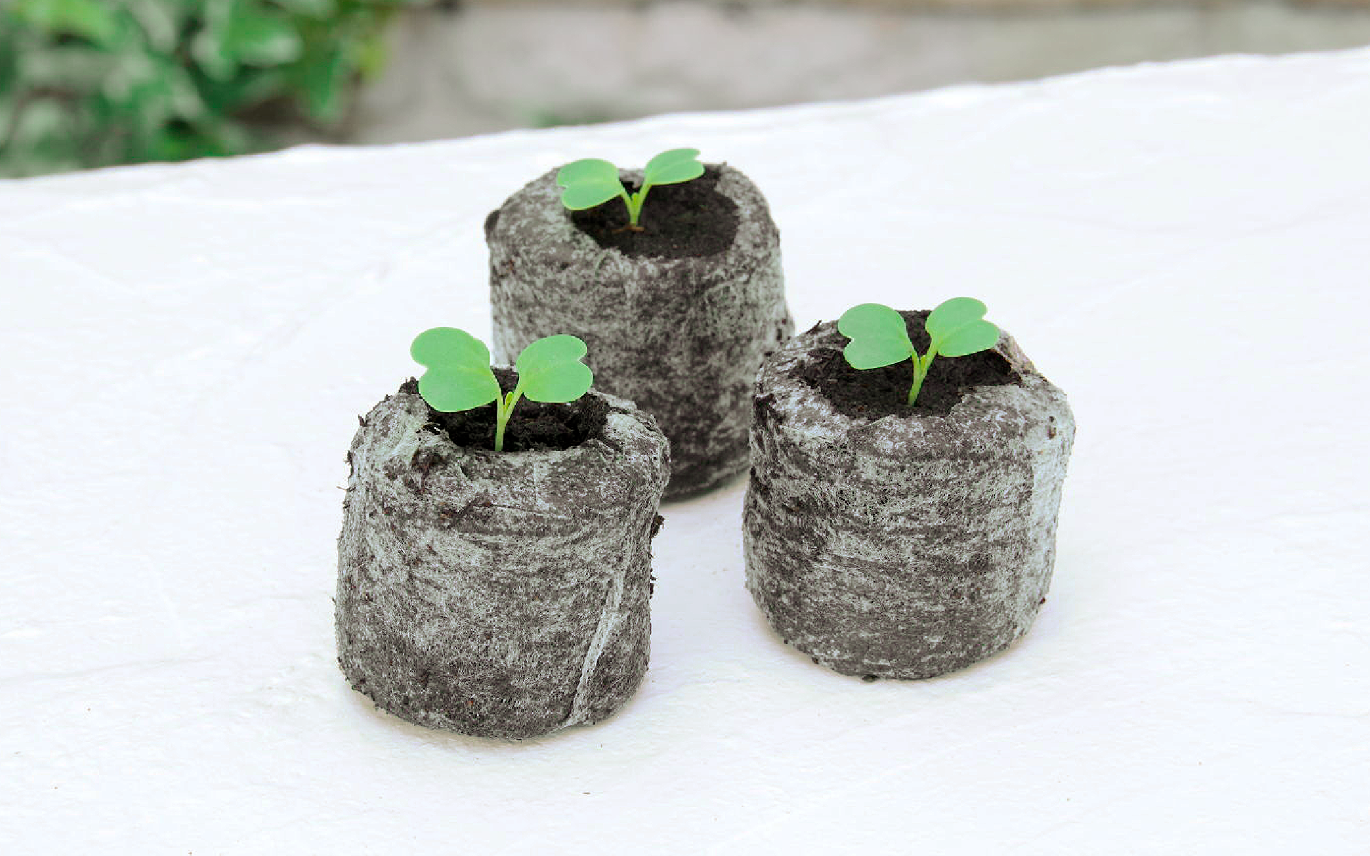 そのまま植えられる土ポット ジフィーセブン｜種まきをかんたんに