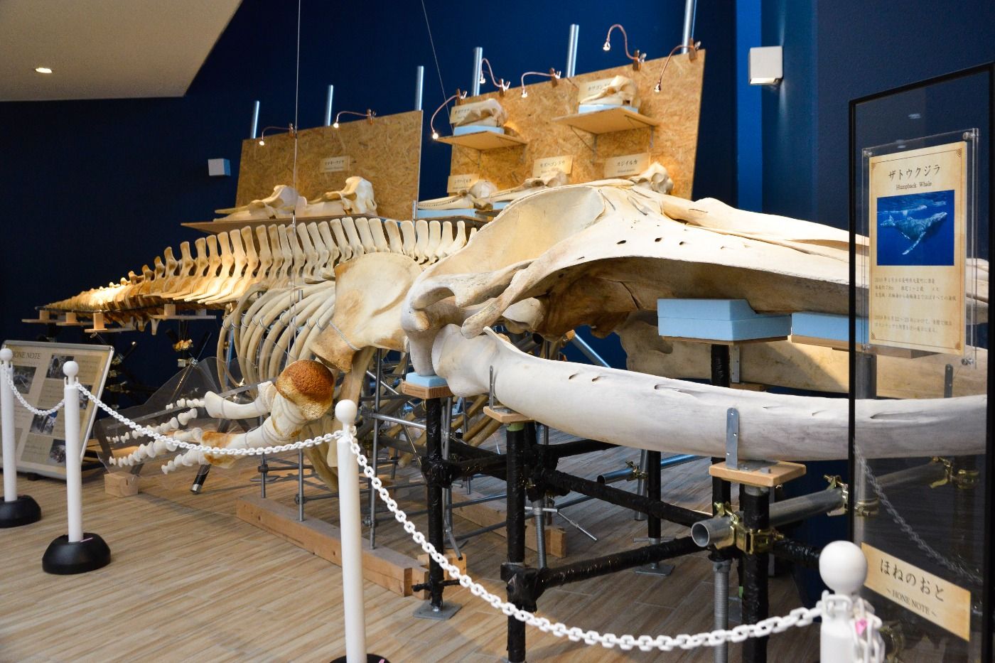 マリンワールド「ほねのおと」で海の生き物を知ろう 迫力あるクジラも