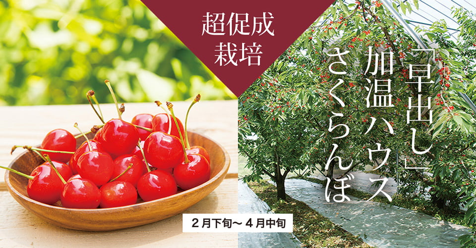 月山錦 秀撰」2L玉500gばら詰め｜山形のさくらんぼ通販なら「佐藤錦