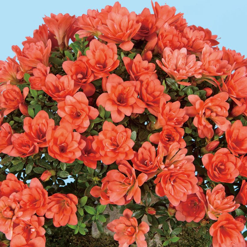 さつき花辞典：菊姫 ｜ さつき盆栽春夏秋冬