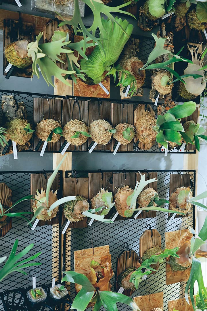 ハマると抜け出せない! ビカクシダ満載のグリーンショップ | SAVVY.jp