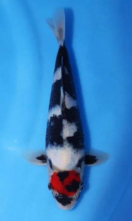 受賞歴 | 新潟県長岡市の鯉なら仙助