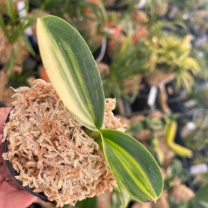 NAGORAN-Sedirea japonica - Seed Engei