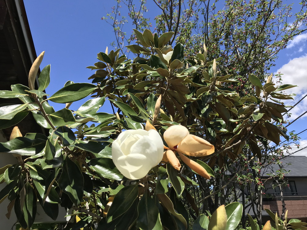 タイサンボク リトルジェムの特徴・実用例・通販 – Seeding