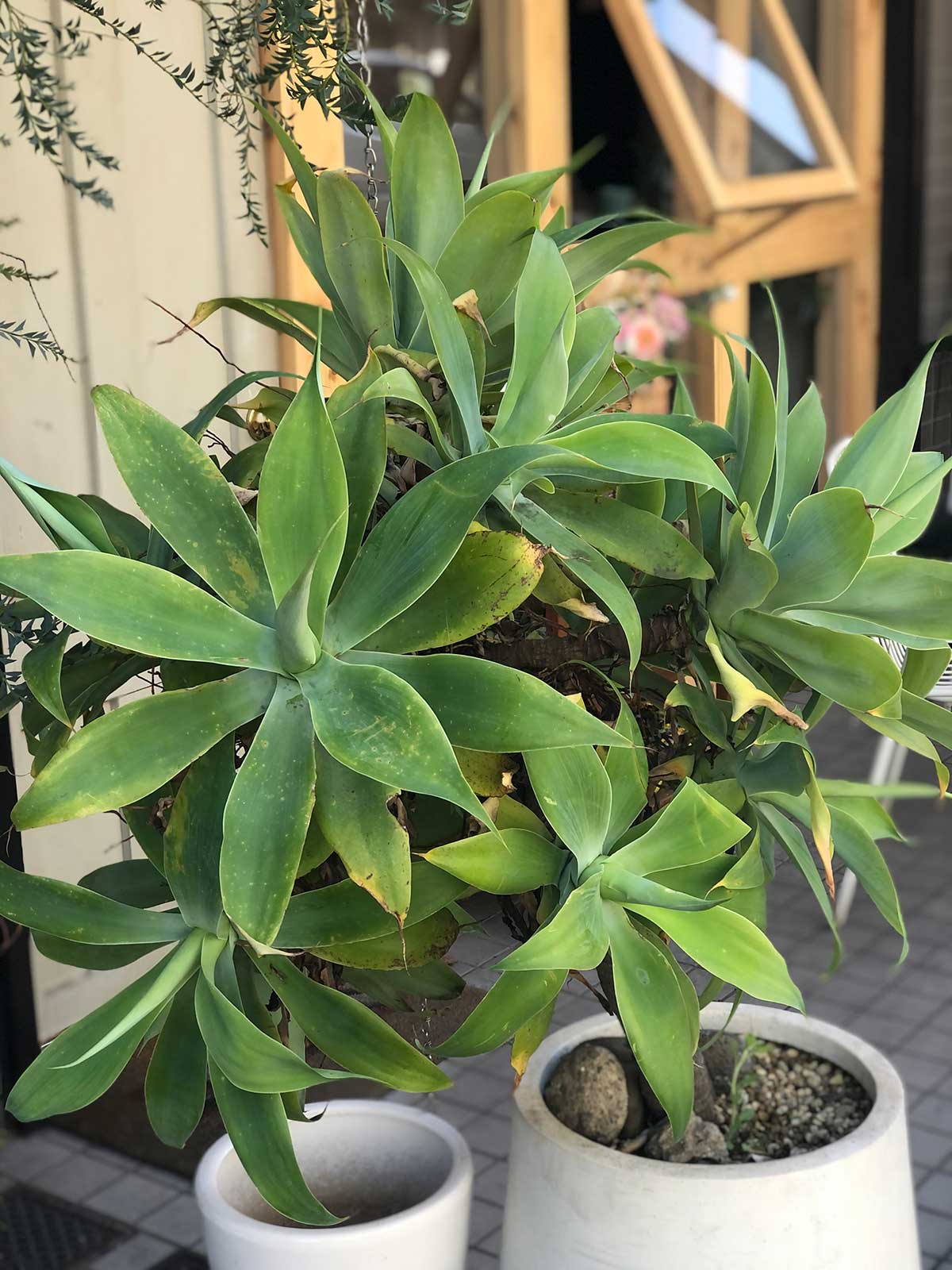 アガベの特徴・実用例・通販 – Seeding