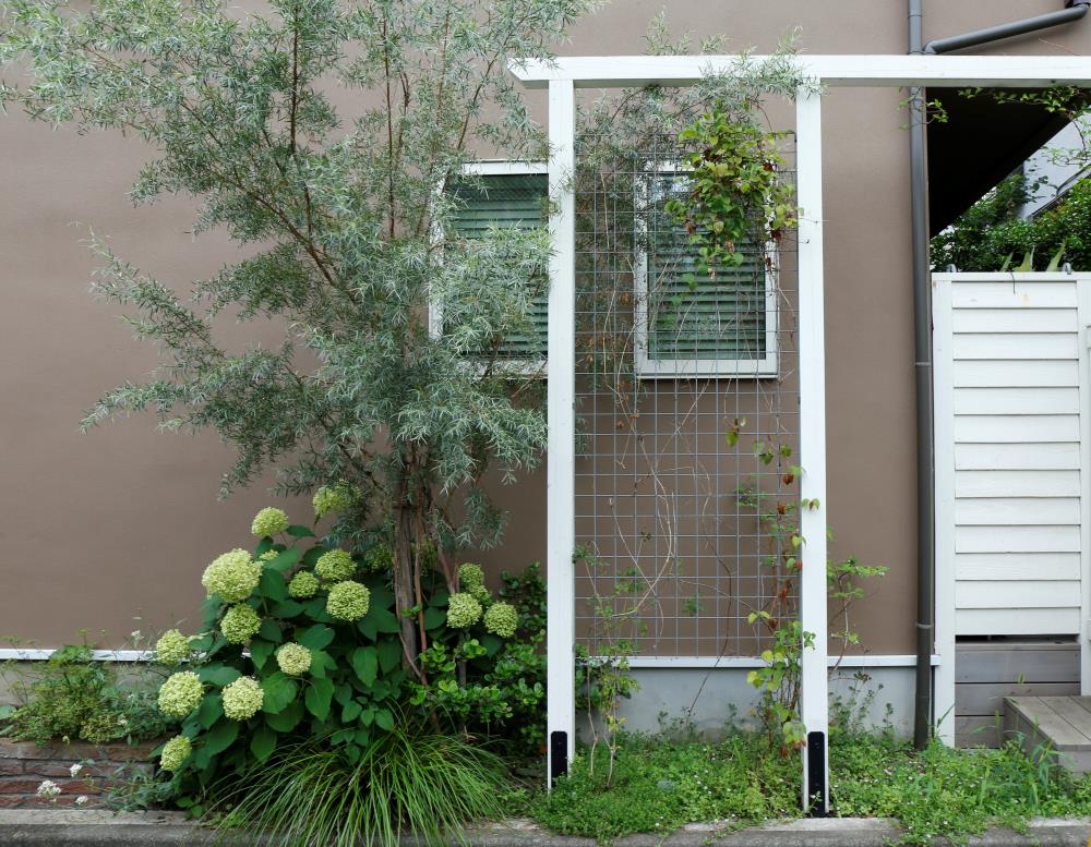 シルバーティーツリーの特徴・実用例・通販 – Seeding