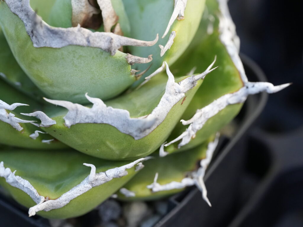 アガベの寿命と枯らさず長生きさせる育て方 - セドリックプランツ