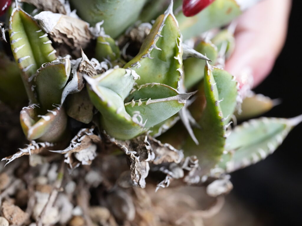 アガベの子株はいつ取る？正しいタイミングと育て方のコツ