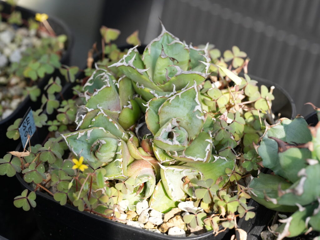 アガベの胴切りはいつする？タイミングと成功させるポイント