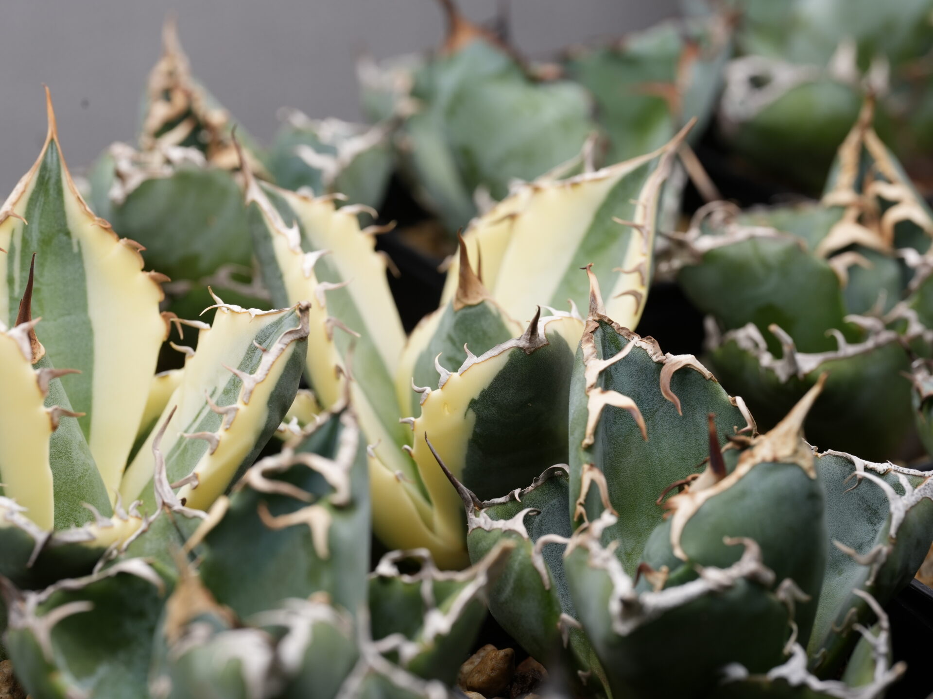 アガベ・チタノタとオテロイの斑入り比較｜希少な斑入り株の魅力を