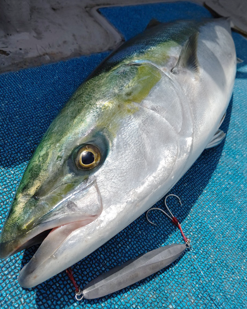 SFC10周年記念モデル【 JAM ROD -Blue Backed Model- 】 | シーフロア