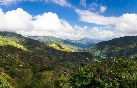 Jamaica Blue Mountain Coffee - Clydesdale Estate | Sea Island Coffee