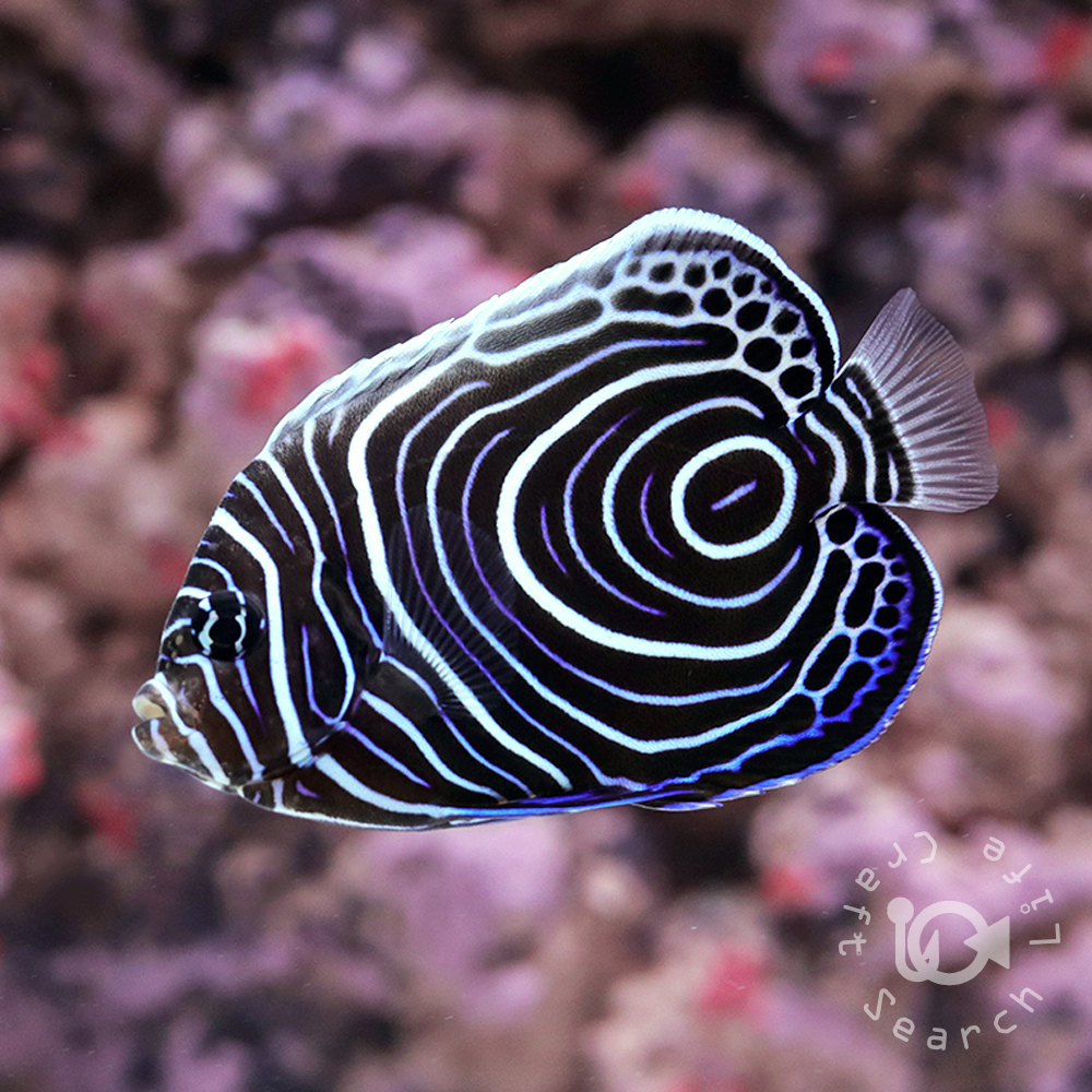 ウズマキヤッコ（タテジマキンチャクダイ） - 海水魚・小型水槽・人工