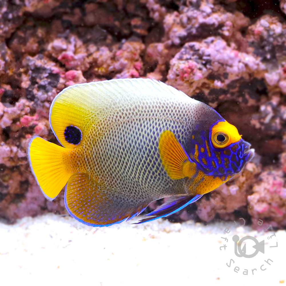 ブルーフェイスエンゼル - 海水魚・小型水槽・人工ライブロック通販