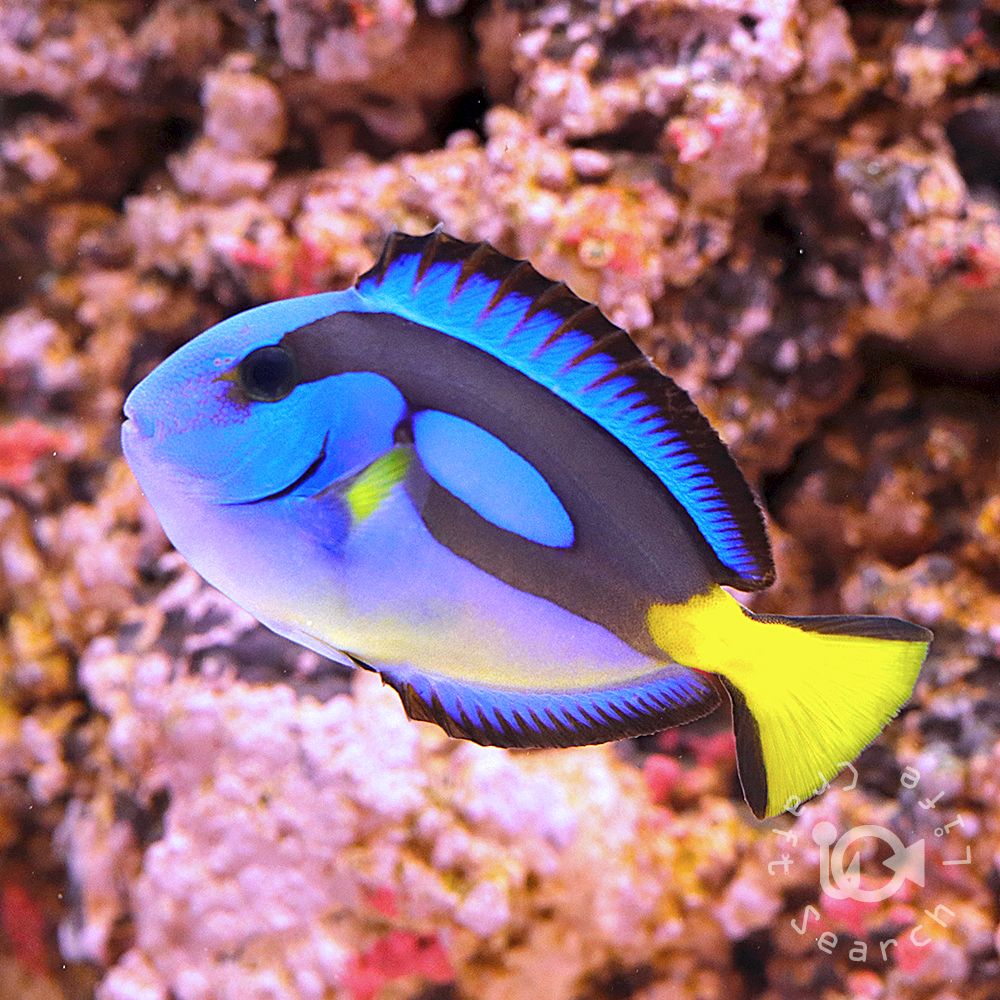 ナンヨウハギ - 海水魚・小型水槽・人工ライブロック通販｜サーチ