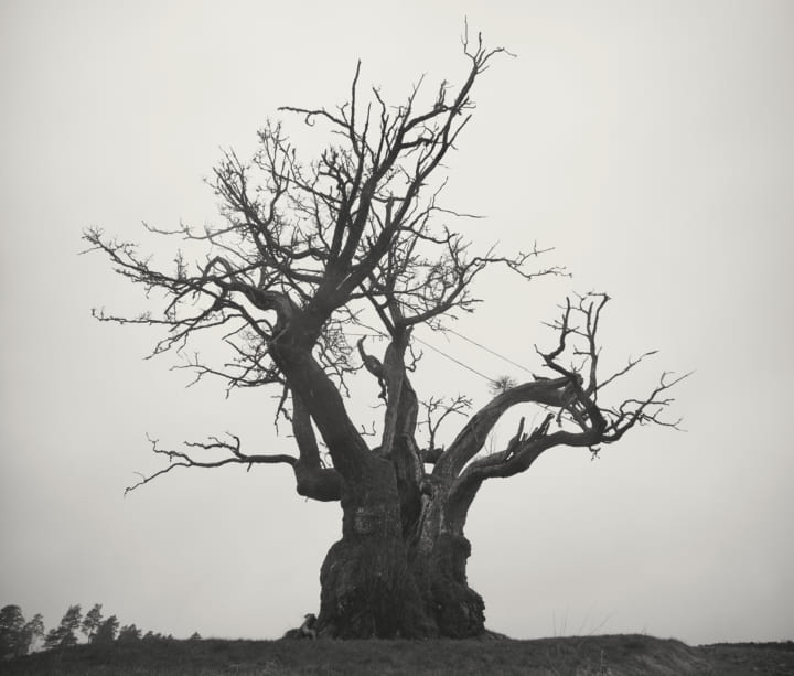 ベストアルバム「SEKAI NO OWARI 2010-2019」のリリース日、ジャケット