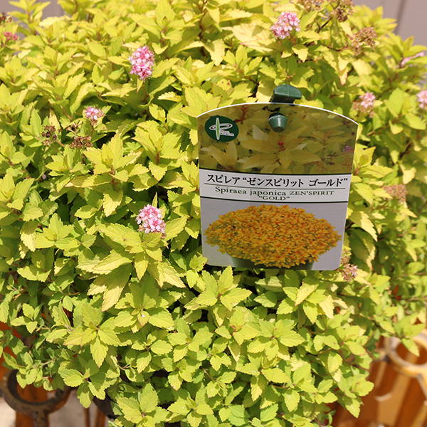 高品質 スピレア ゼンスピリットゴールド ポットタイプ 15cmポット 1