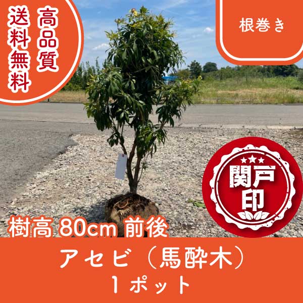 アセビ | 関戸園芸