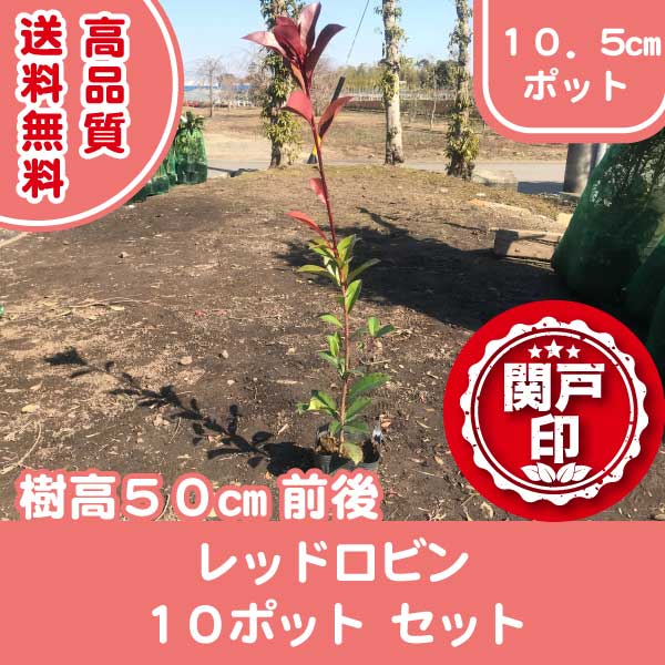 レッドロビン | 関戸園芸