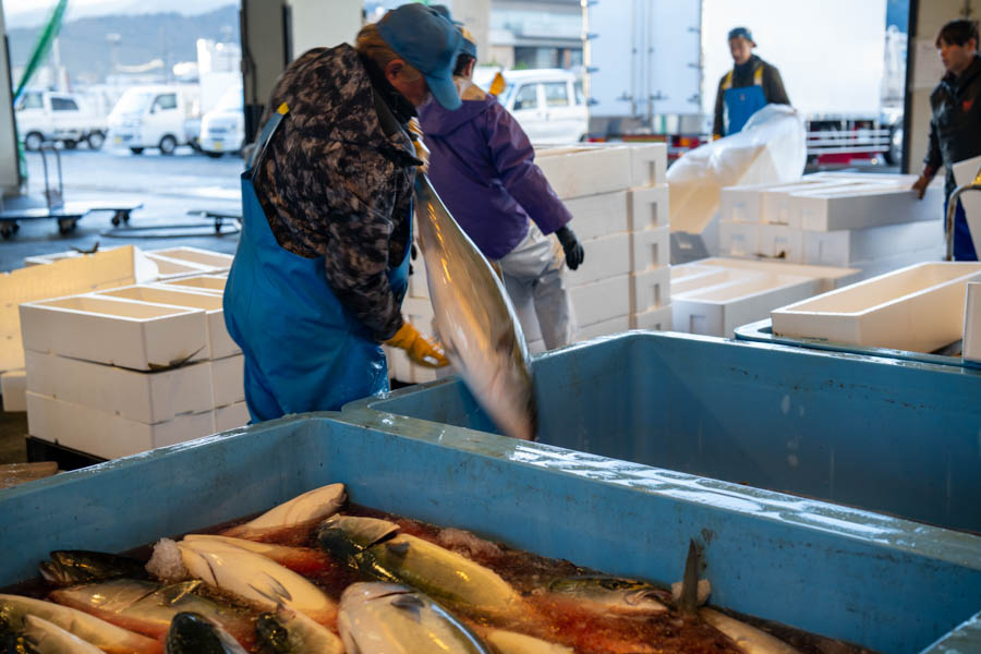 2024年11月30日 小浜漁港 お魚情報 | 若狭小浜 おさかな探訪記 | 朝