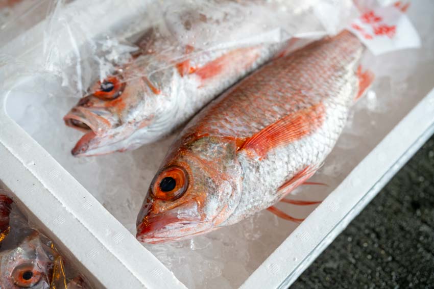 魚剥製 あまご2匹セット 魚剥製 あまご2匹セット 魚剥製 あまご2匹