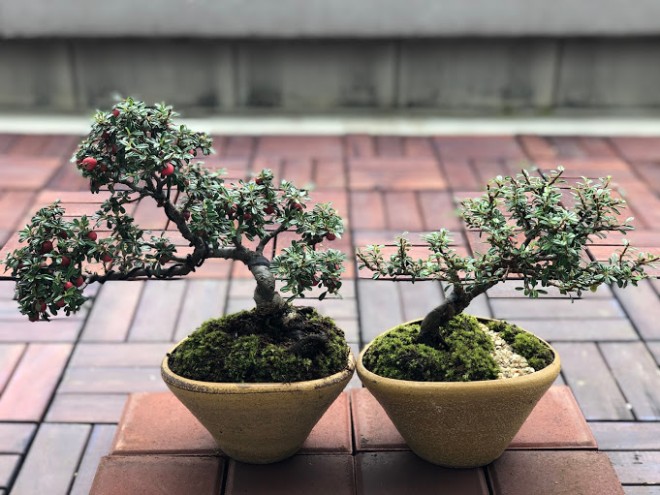 白シタン復活！の一鉢saika bonsai 彩花盆栽教室 ミニ盆栽 埼玉