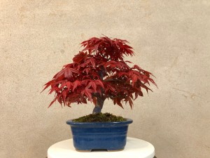 清香園は盆栽の通信販売を開始いたします！☆saika bonsai 彩花盆栽