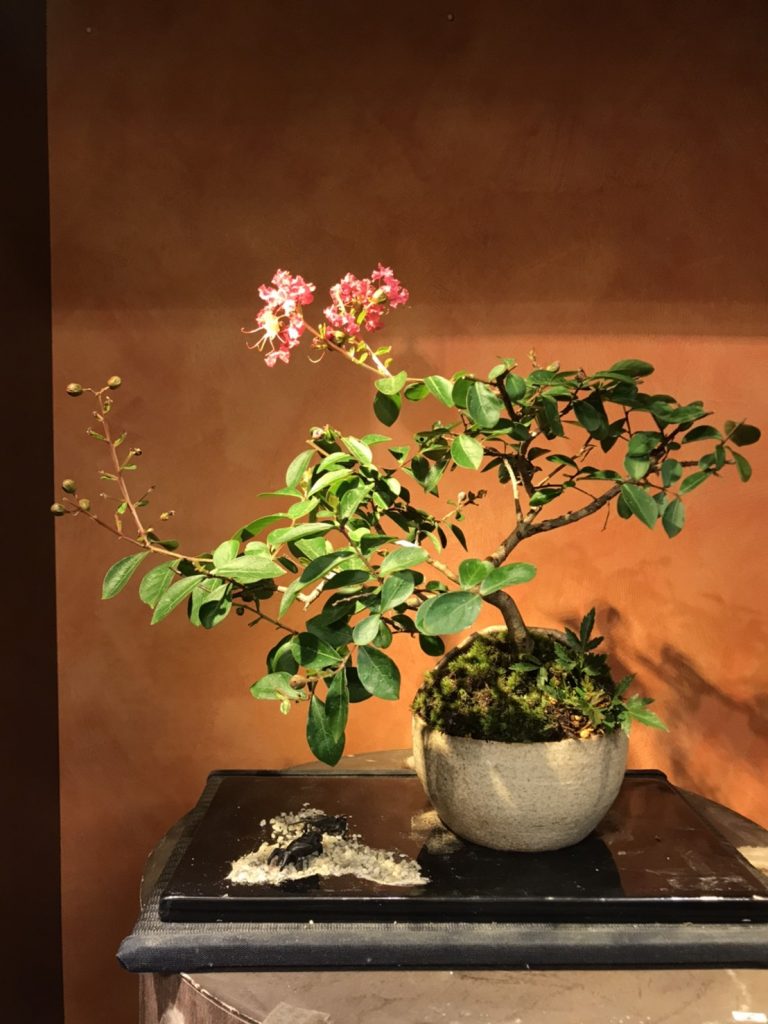 7月スタンダードコース「サルスベリ」の植替えsaika bonsai 彩花盆栽