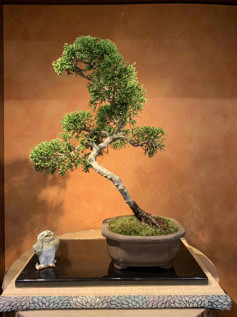 彩花盆栽教室ビギナー3年目3月「真柏植替え」☆saika bonsai 彩花