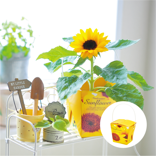 Smile Sunflower Floral Container - 聖新陶芸株式会社｜栽培キットの