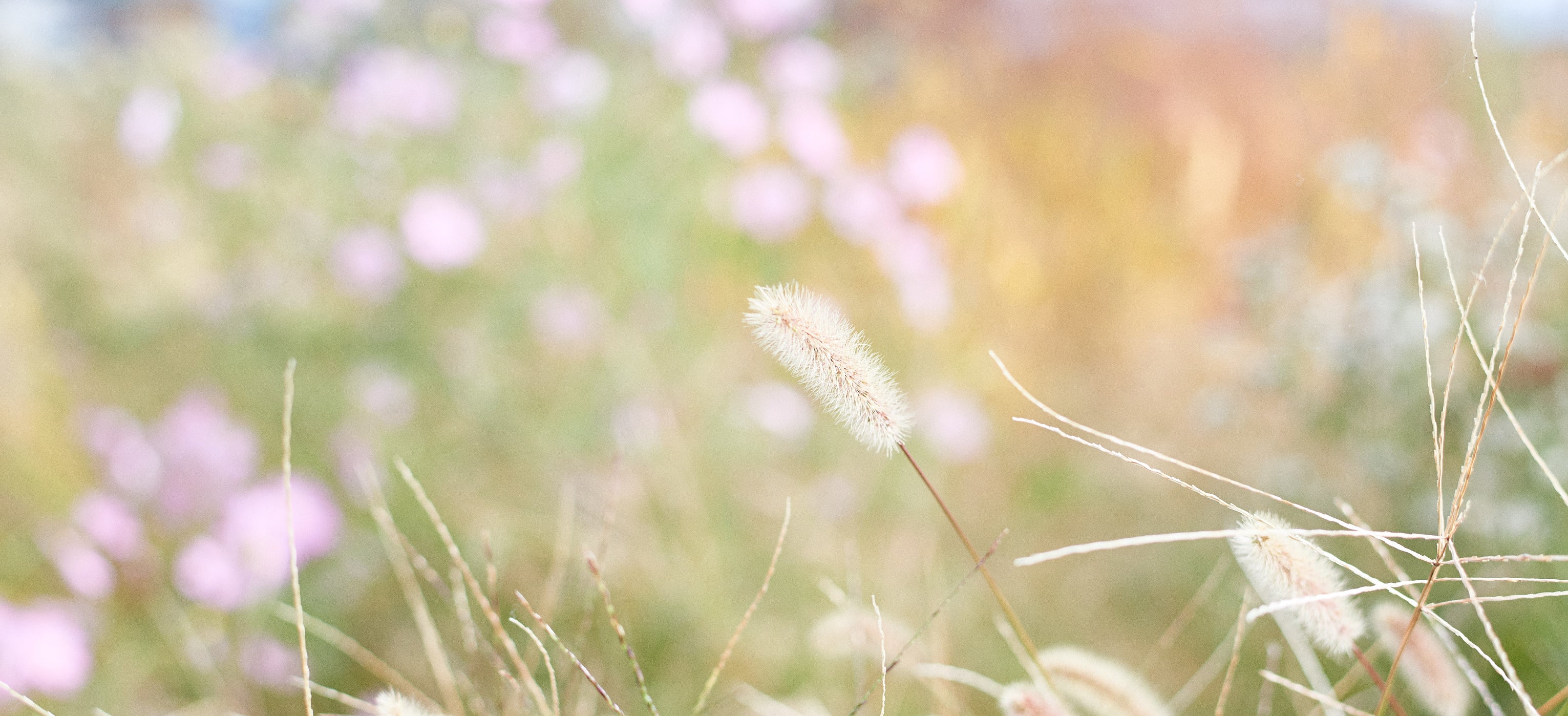 風が吹いたら – 瀬戸酒造店