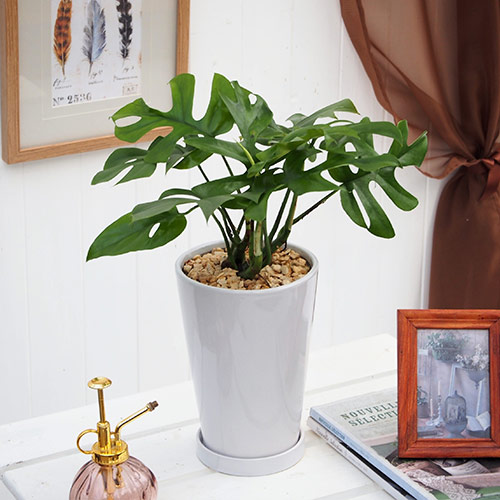 観葉植物「ヒメモンステラ」ホワイトポット | 花・花束を贈るフラワー