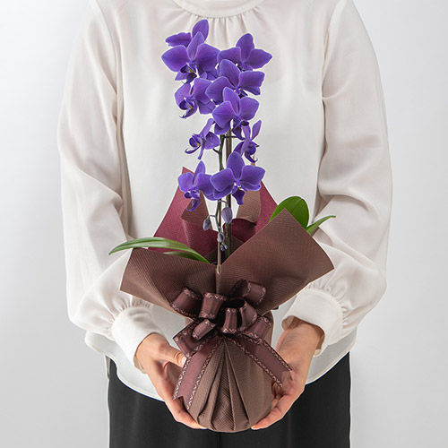 青色胡蝶蘭「Blue Gene (ブルージーン）」ミディサイズ1本立ち | 花