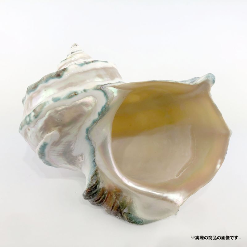 沖縄県宮古島産 天然夜光貝【研磨加工済】13BU - SCIENCE FACTORY ltd.