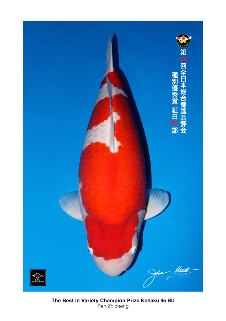 2025年 第55回全日本総合錦鯉品評会 入賞結果 | 株式会社阪井養魚場
