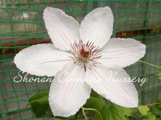 湘南クレマチス園 - ジョンピクトン