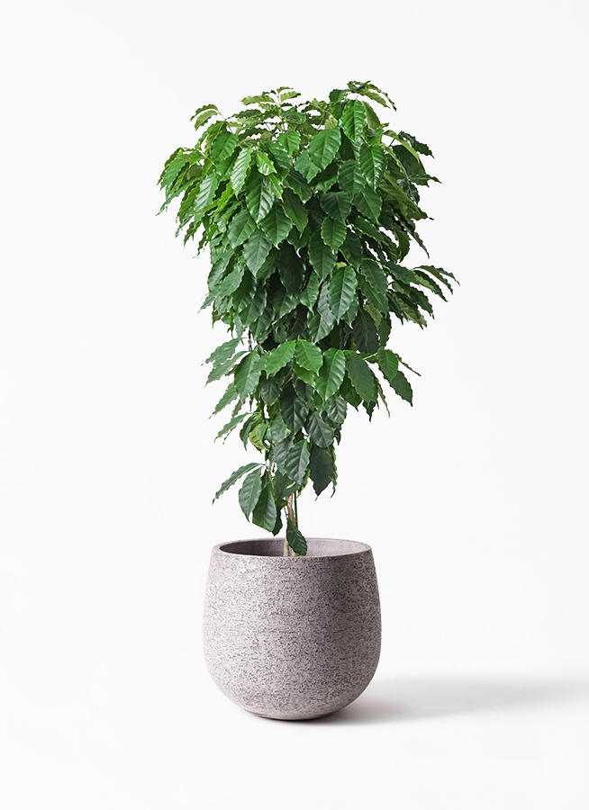 観葉植物 コーヒーの木 10号 ウッドプランター 付き | 観葉植物なら