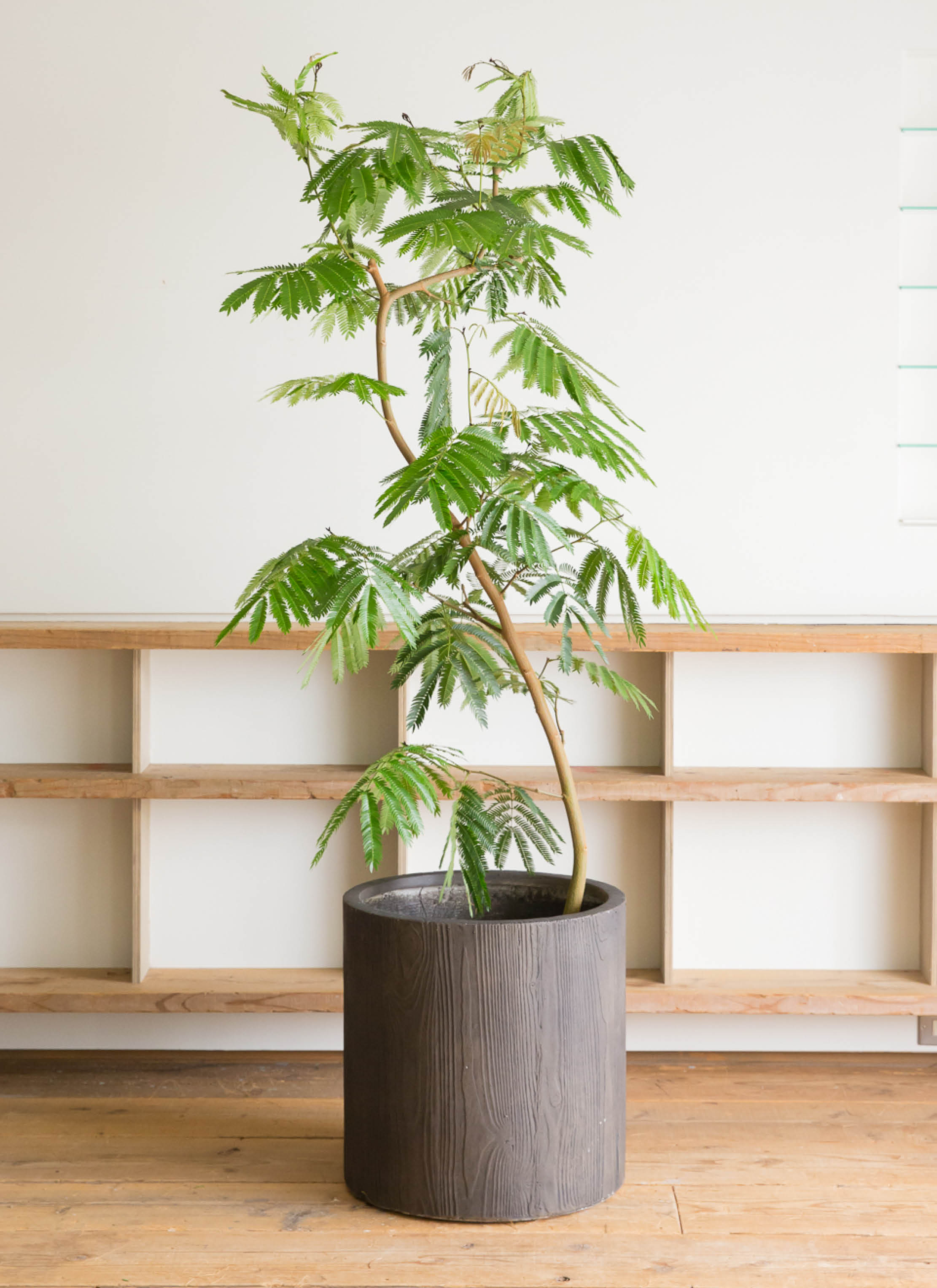 観葉植物 エバーフレッシュ 10号 曲り プラスチック鉢 | 観葉植物なら