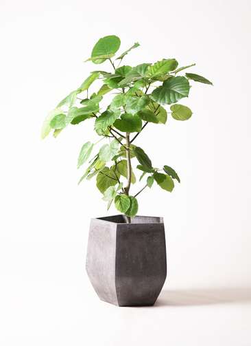 観葉植物 フィカス ウンベラータ 8号 ノーマル ファイバークレイGray