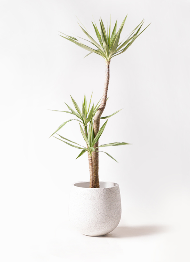 観葉植物 ユッカ 10号 斑入り ウッドプランター 付き | 観葉植物なら