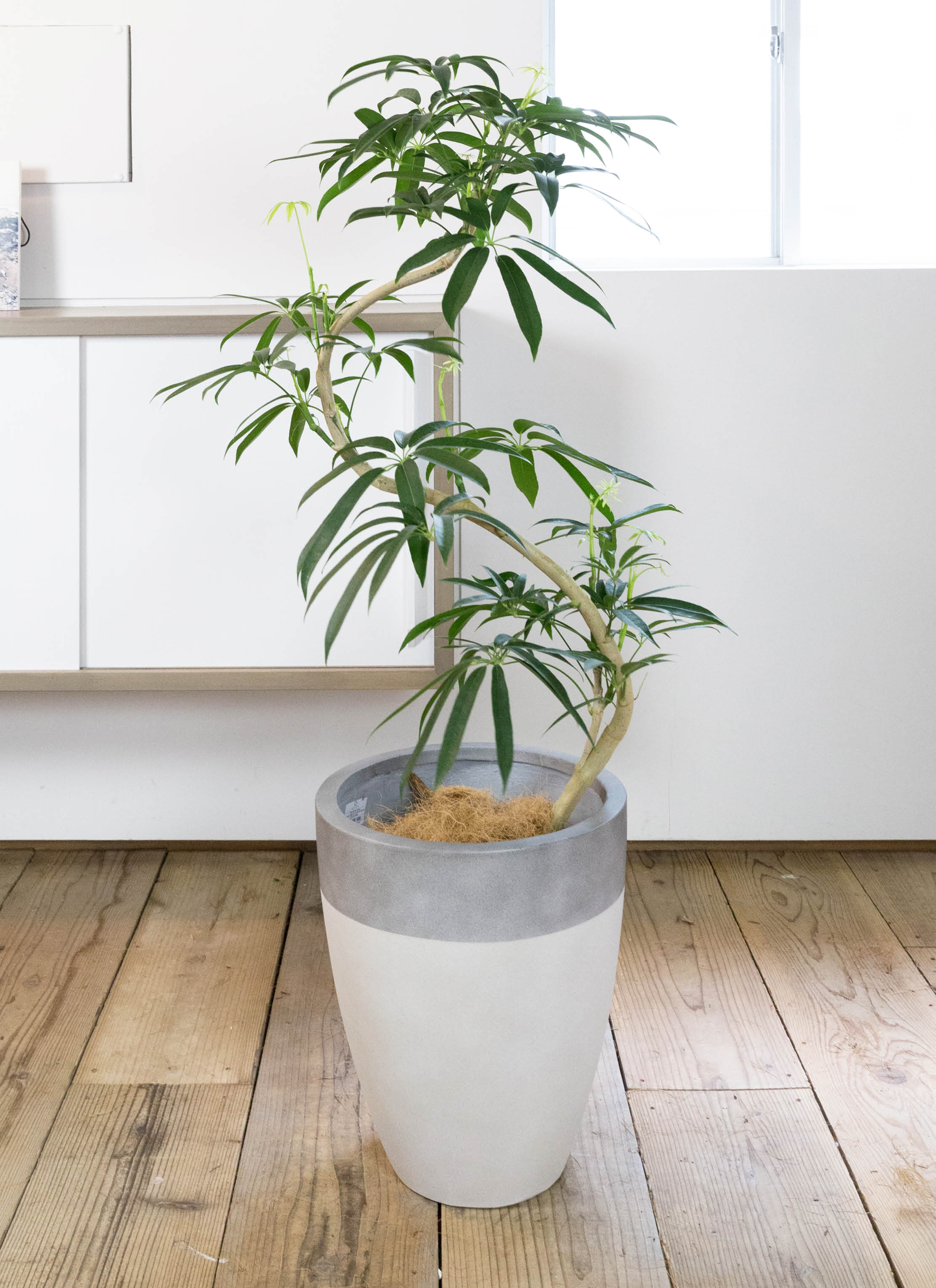 観葉植物 シェフレラ アンガスティフォリア 8号 曲り ファイバー