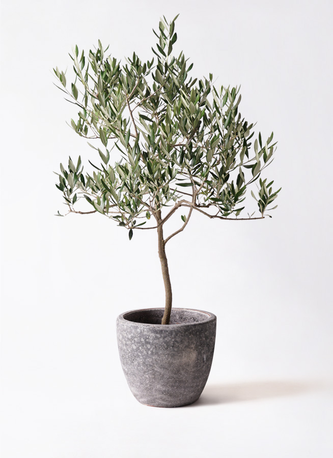観葉植物 オリーブの木 8号 ハーディーズマンモス アートストーン